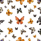 butterfly s
