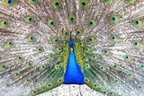 beautiful multicolored peacock