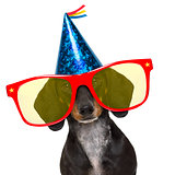 happy  birthday party dog