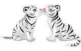 Two White Tigers in Love