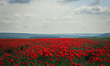The land of poppies