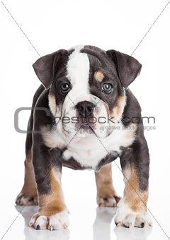 Little puppy of english billdog gray and white