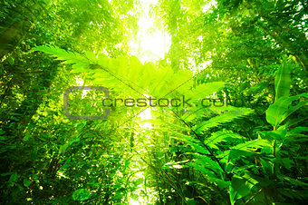 Natural tropical rainforest 