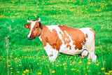 Red cow grazing on pasture