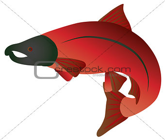Coho Salmon Color Illustration
