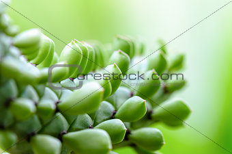 Green plants for background