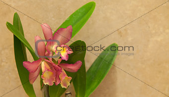 Cattleya orchid flower blooms