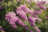 Lilac that blooms