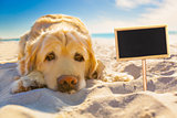 dog retired at the beach