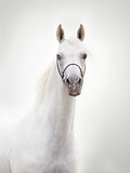 portrait of white beautiful arabian stallion