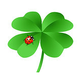 Lucky clover with ladybug, isolated on white, illustration