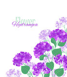 Vector hydrangea flower