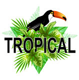 Green triangle with toucan