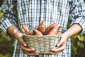 Farmer with sweet potatoes
