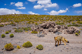 Red fox in Altiplano desert, sud Lipez reserva, Bolivia