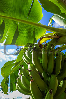 Banana tree detail, easter island