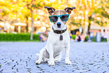 Sitting dog with cool sunglasses