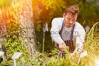 Man cutting plants