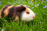guinea pig walks in the fresh air and eating 
