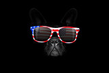 independence day 4th of july dog