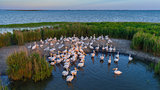 white pelicans (pelecanus onocrotalus) in Danube Delta Romania