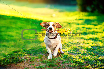 jack russel On the green lawn With a branch of yellow flowers in the teeth. Congratulations concept