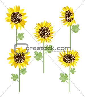 sunflowers set vector