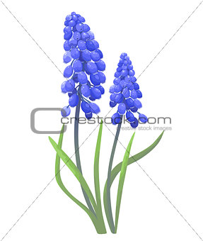 Blue spring flowers 