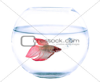 fishbowl and Siamese fighting fish