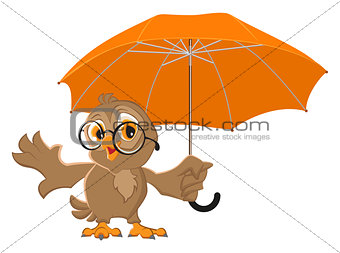 Owl bird holds open umbrella