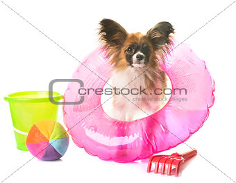 puppy papillon dog in holidays