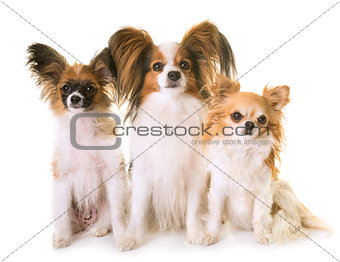 three littles dogs