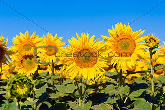 A plant flower agriculture eco sunflower