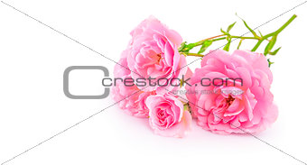 Branch pink roses. Bunch flower with bud