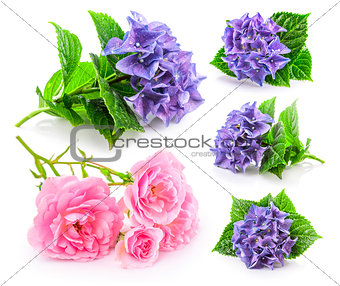 Set garden flower. Blue hydrangea and pink roses