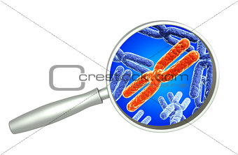 Magnifying glass and red and blue X chromosome