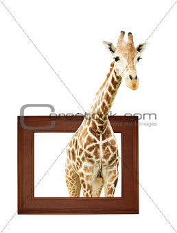 Giraffe in wooden frame with 3d effect