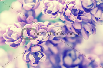 Vintage lilac flowers