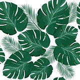 Palm Leaves Vector
