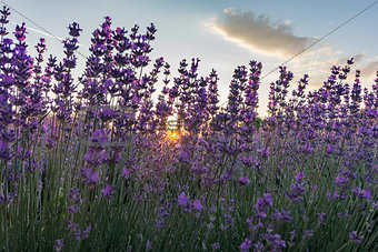 Sun between lavender