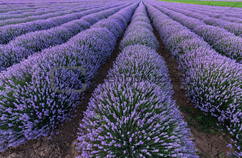 lines of lavender fields