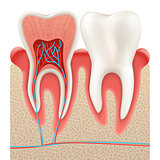 Tooth anatomy closeup cut away. EPS 10