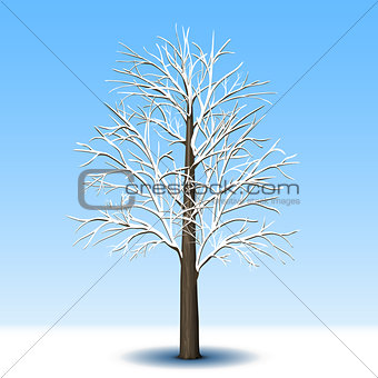detached tree without leaves in frost 