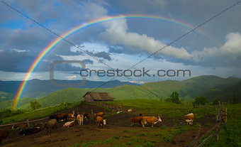 Rainbow over cow farm