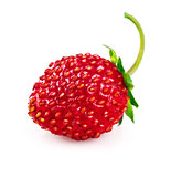 Berry wild strawberry with green leaf healthy