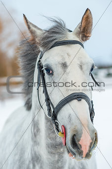 Portrait of a gray thoroughbred horse in winter close-up