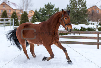 Brown racehorse running around the winter field