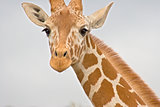 Close-up of a Giraffe neck and head