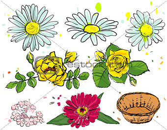Set of summer flowers. Camomile, yellow rose, empty basket