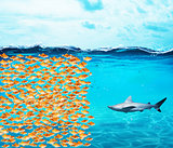 Goldfishes group make a wall against the shark. Concept of unity is strenght, teamwork and partnership